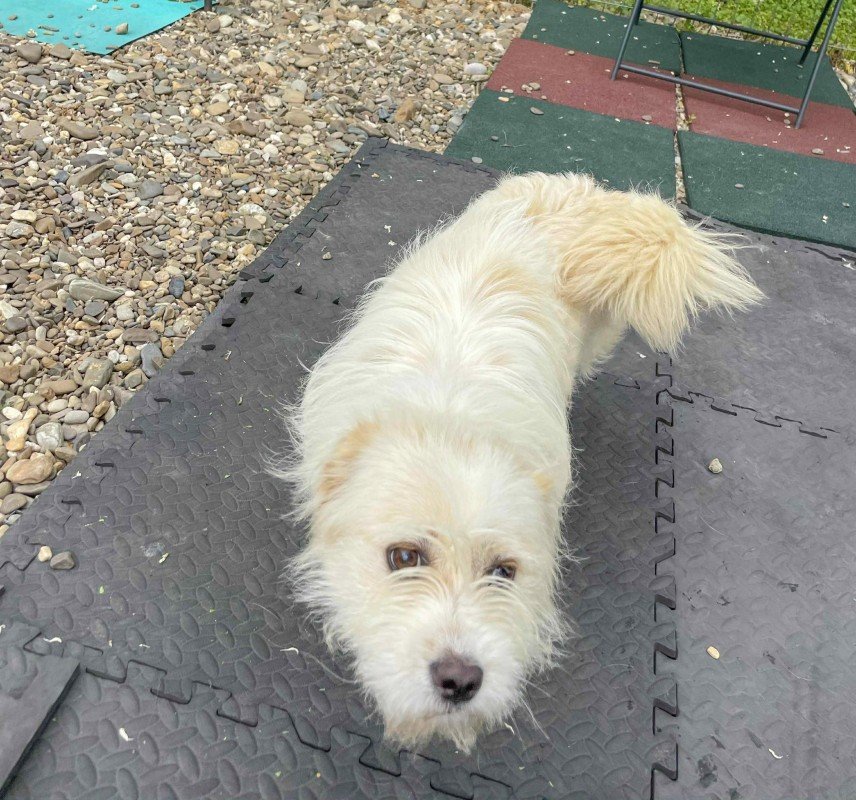 Dottie