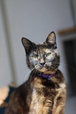 Mevrouw