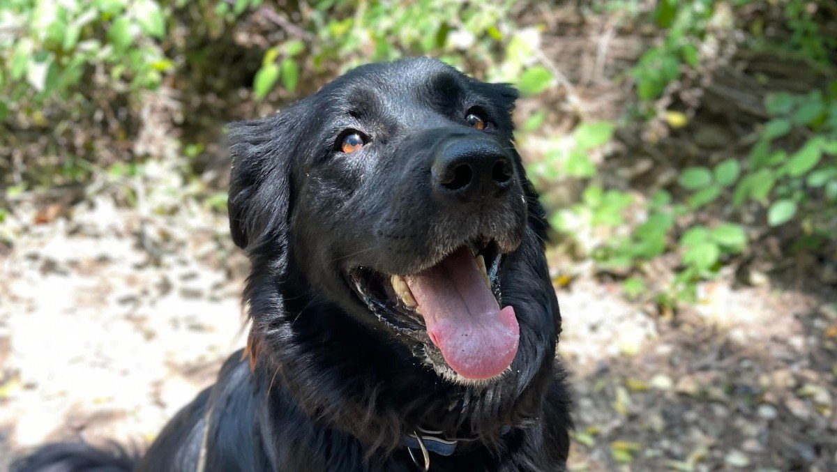 Ringo