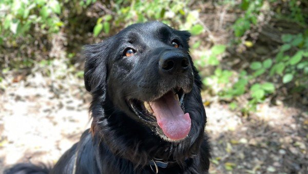 Ringo