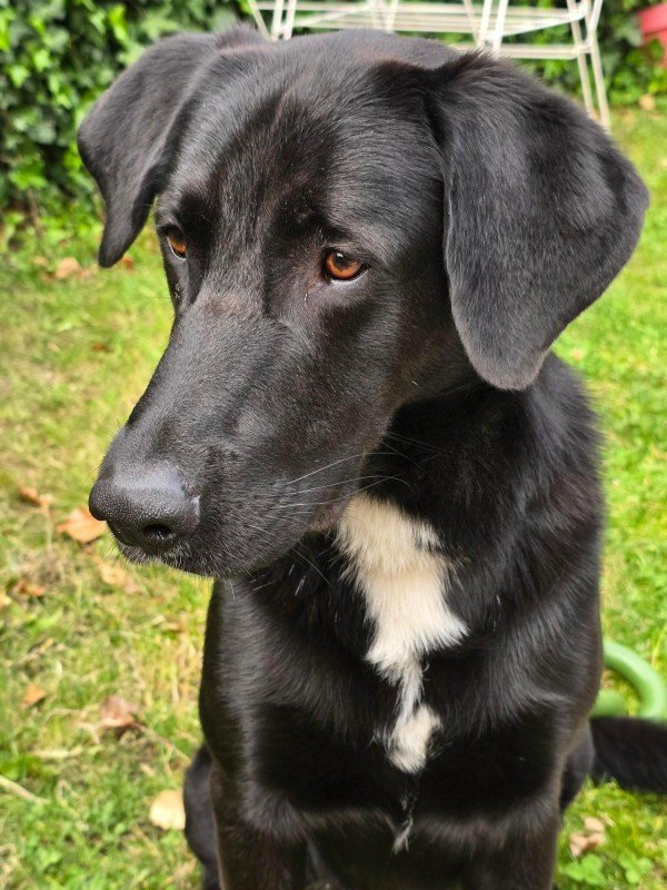 Luka