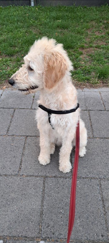 Marley