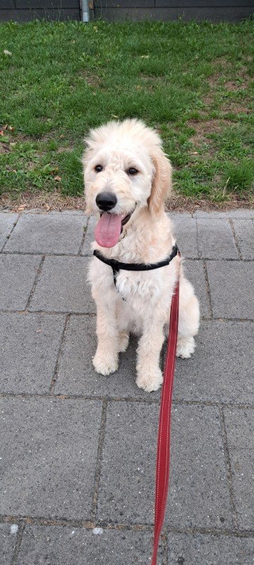 Marley