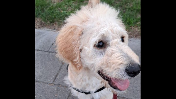Marley