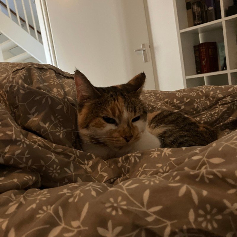 Hailey