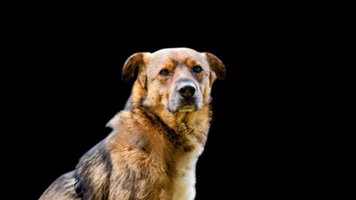 Tygo