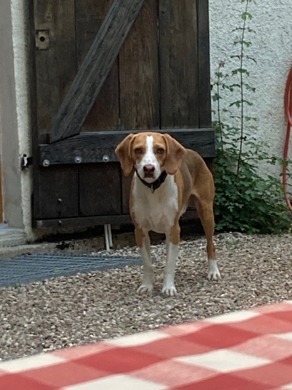 Finn
