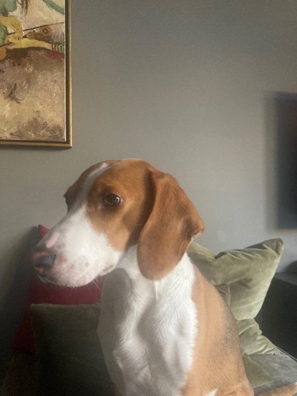 Finn