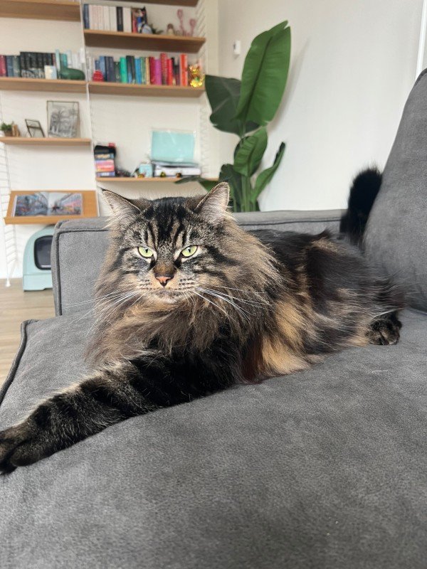 Loki