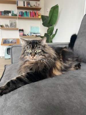 Loki