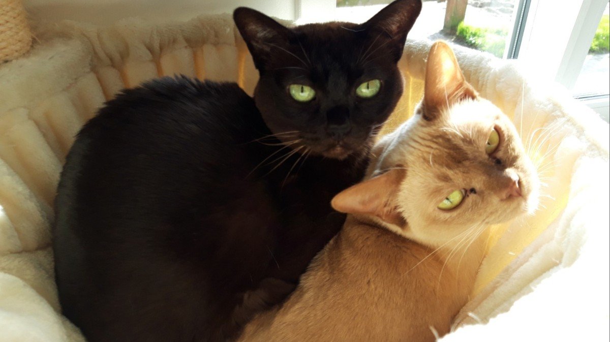 Bruine Poes