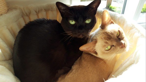 Bruine Poes