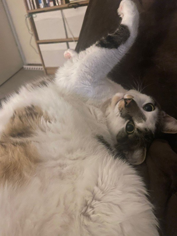 Suki