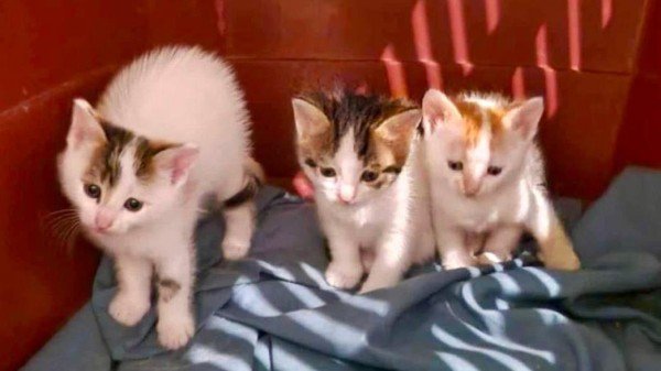 Kittens