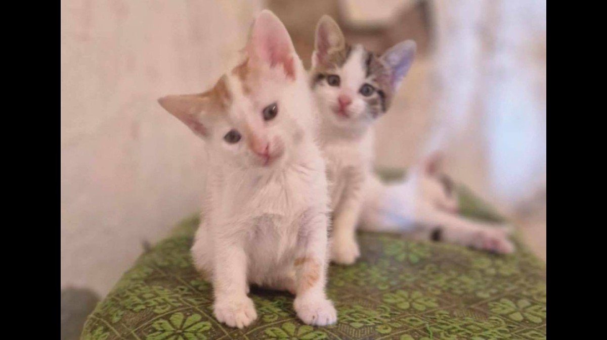 Kittens
