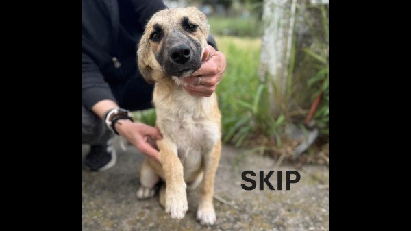 Skip & Spike