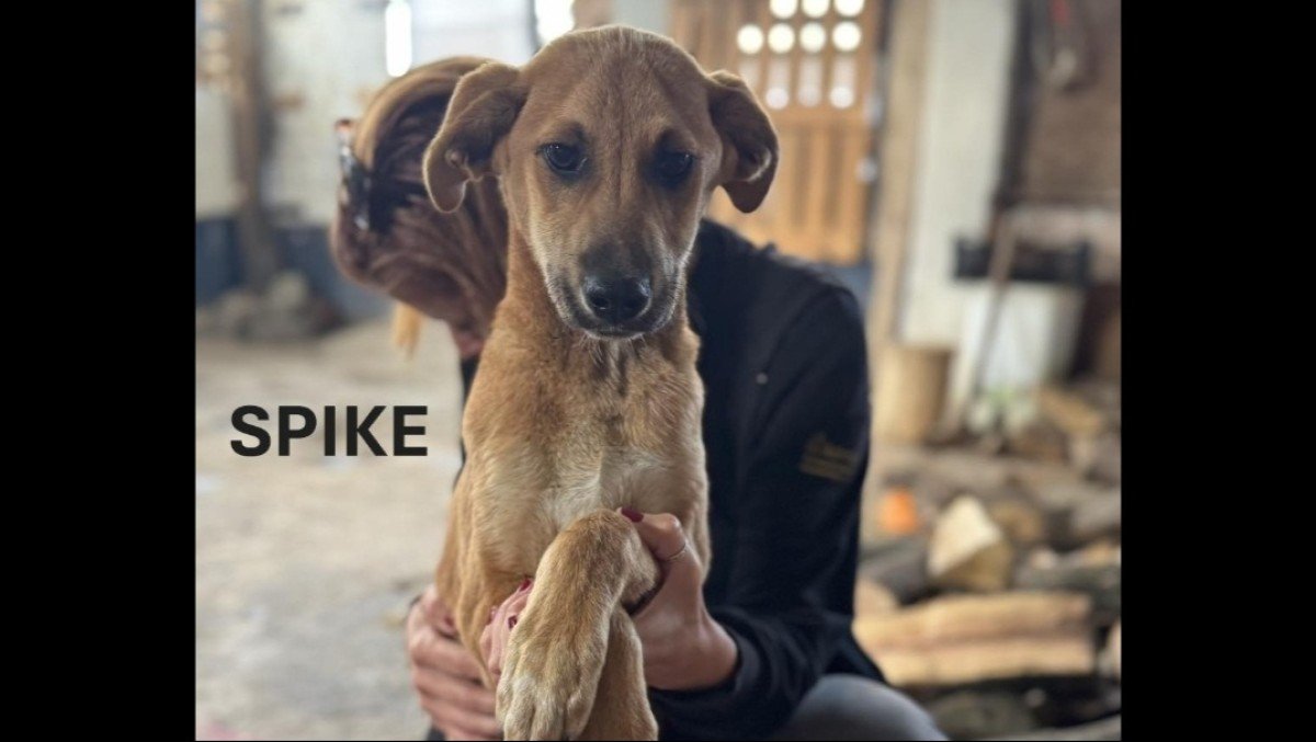 Skip & Spike