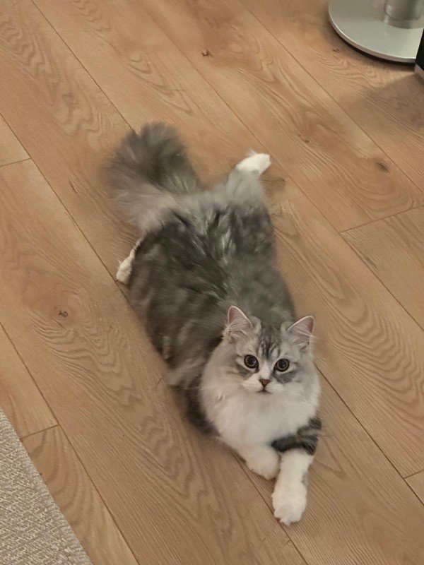 Yuki
