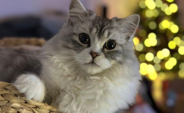 Yuki