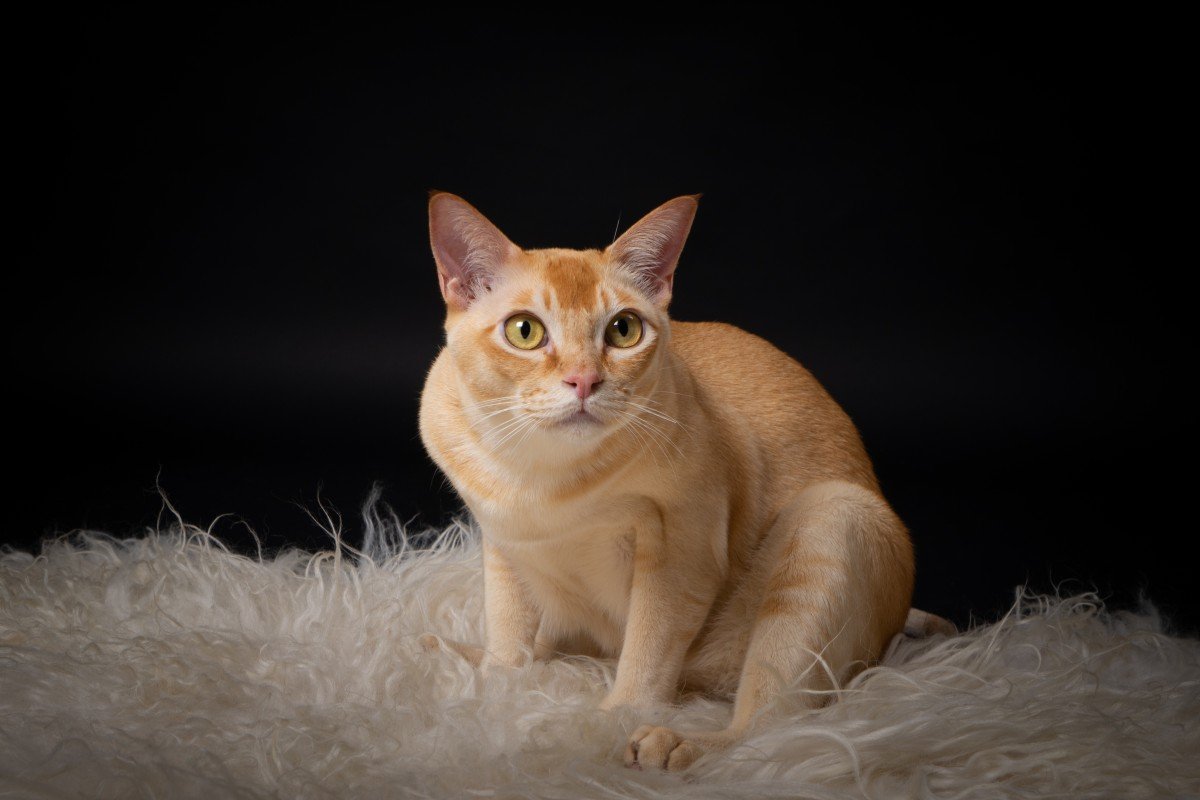 Flynn
