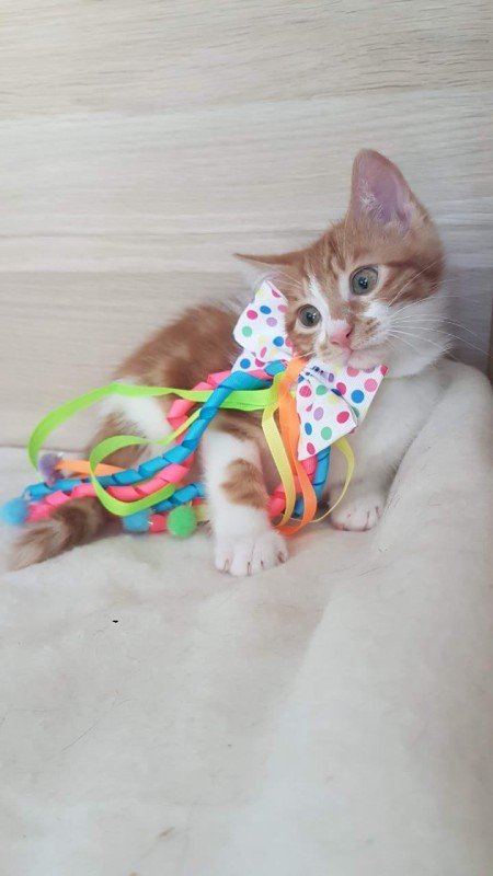 Hugo