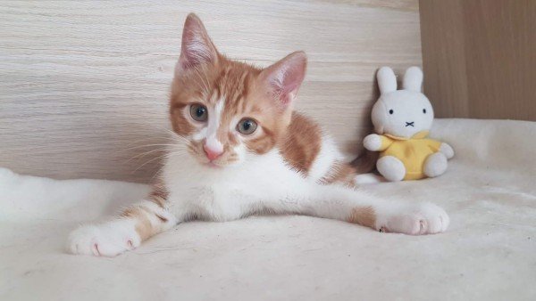 Hugo