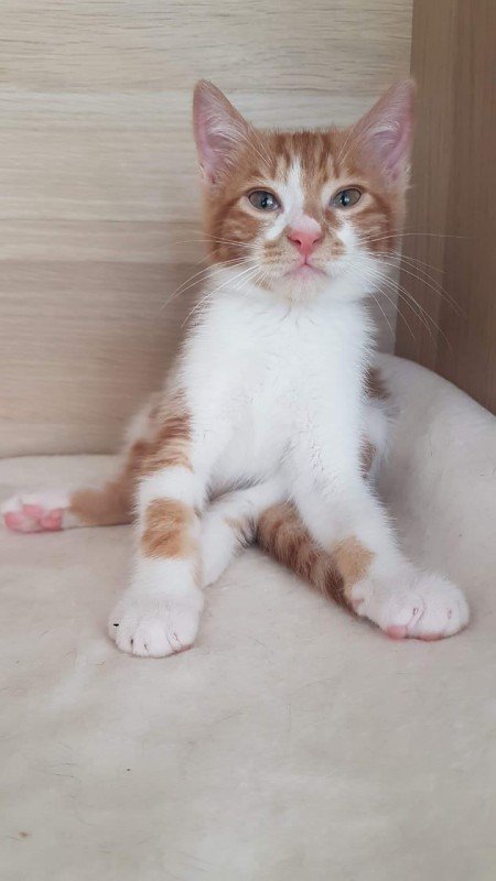 Hugo