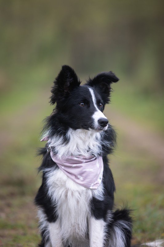 Bella
