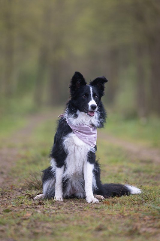 Bella