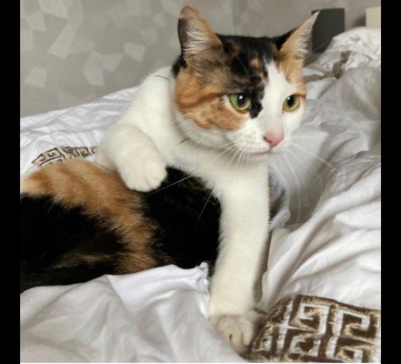 Poes