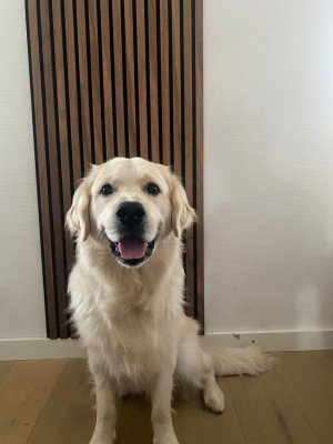 Harvey