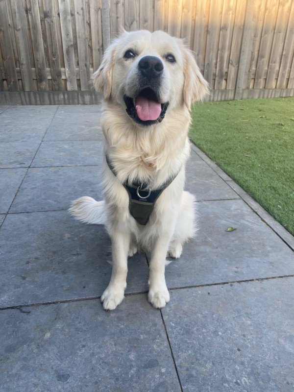 Harvey