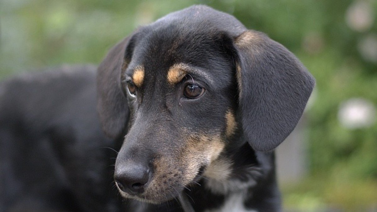 Kaulie
