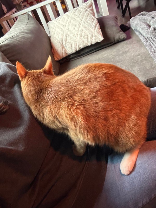 Dikke