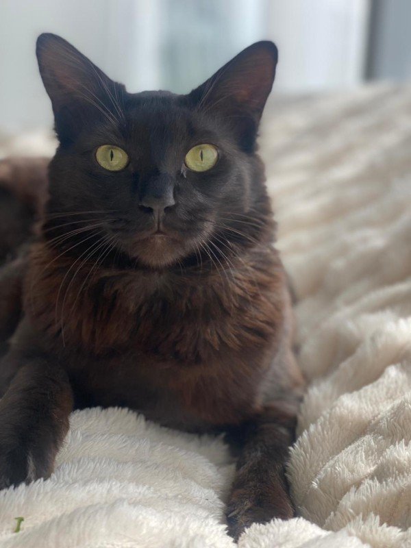 Cosmo