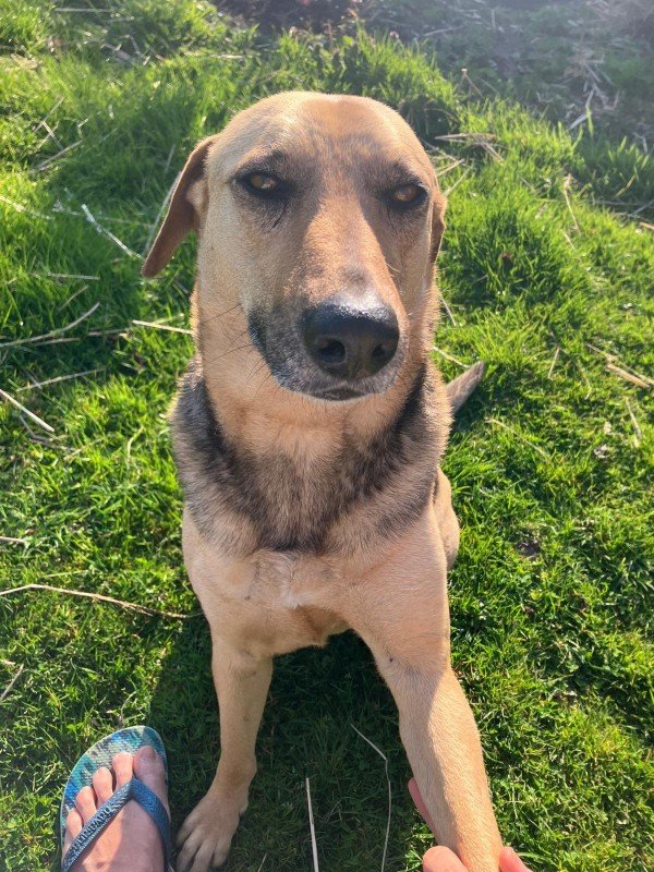 Pepper