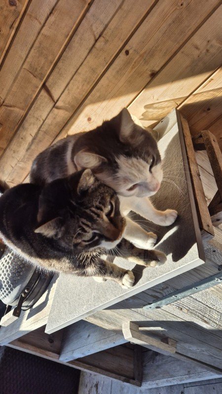 Muis