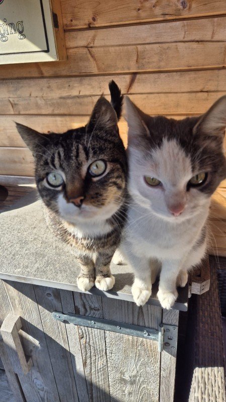 Muis