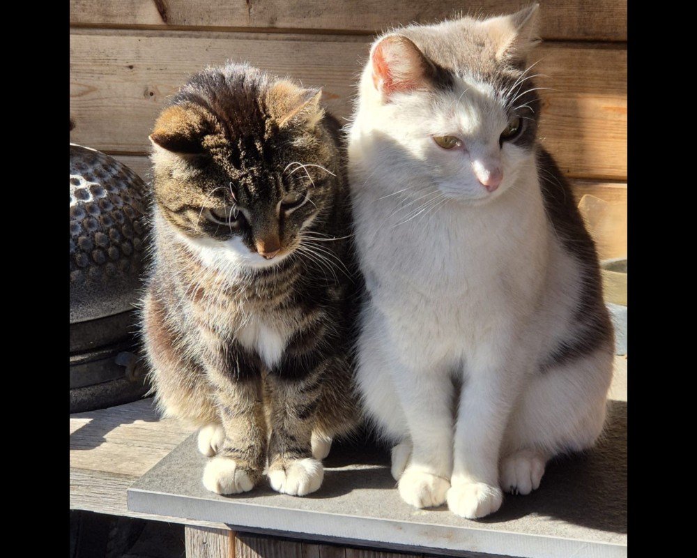 Muis