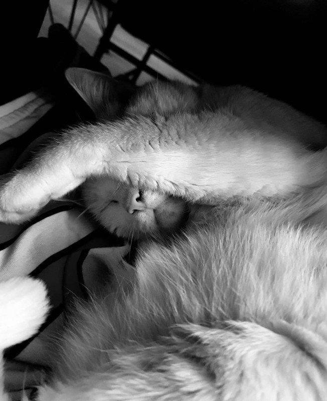 Bram