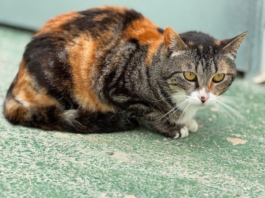 Paloma