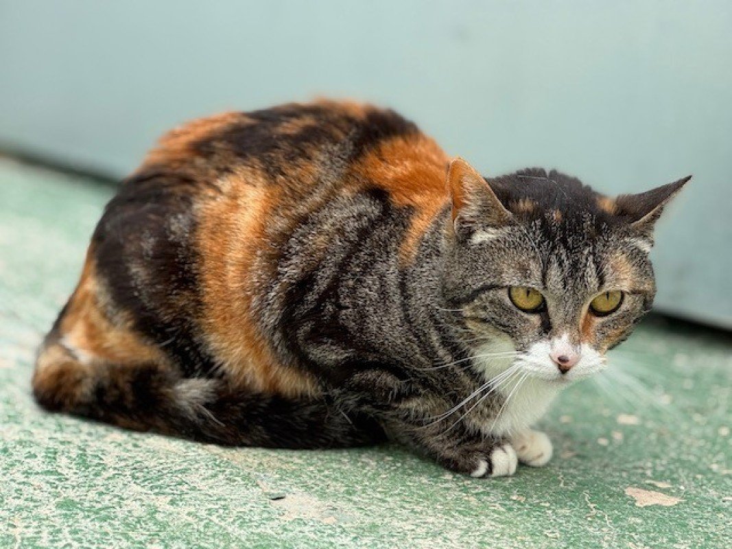 Paloma