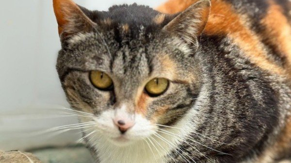Paloma