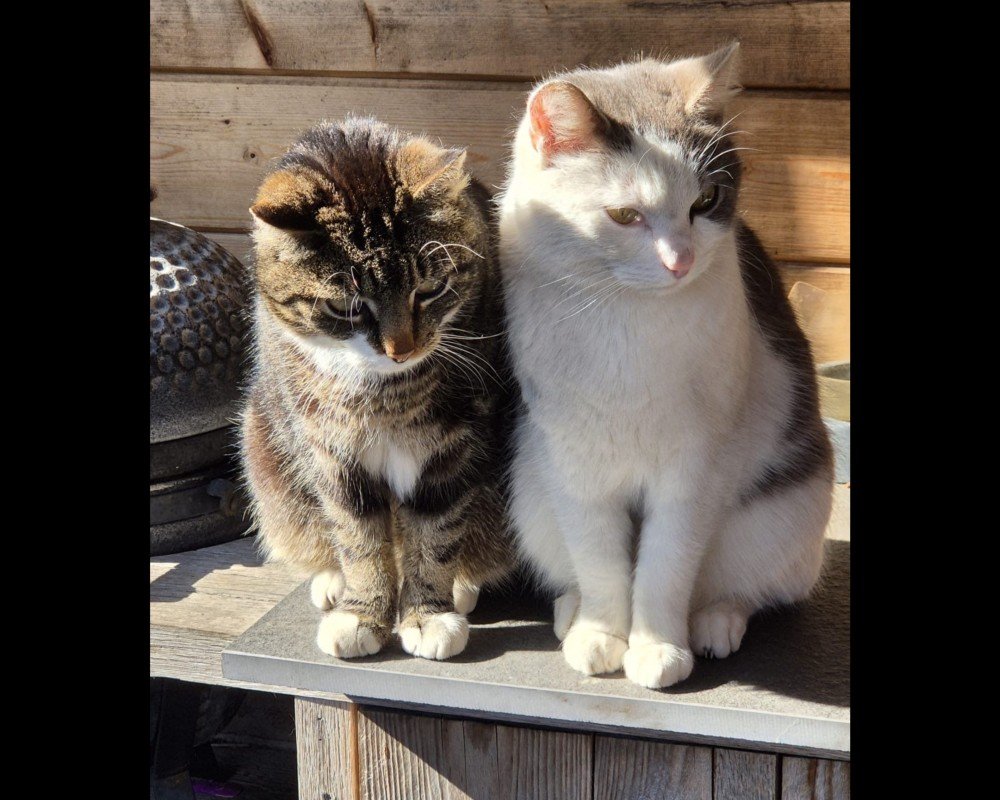 Tijger