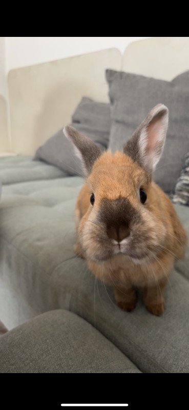 Swiffer