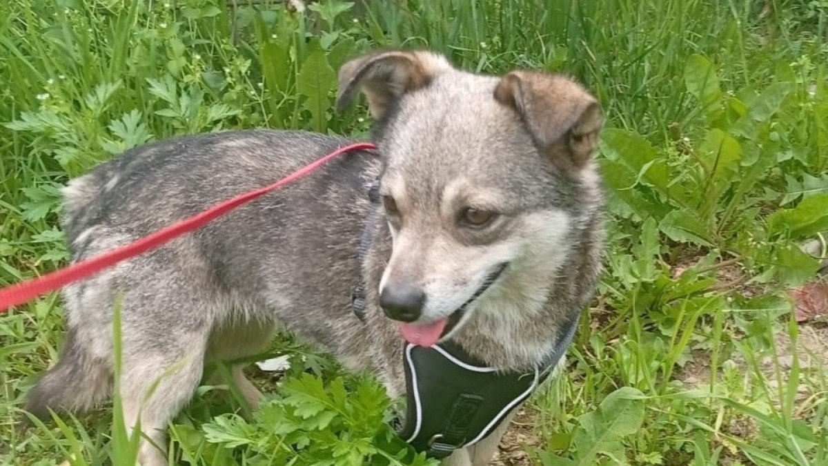 Bibi