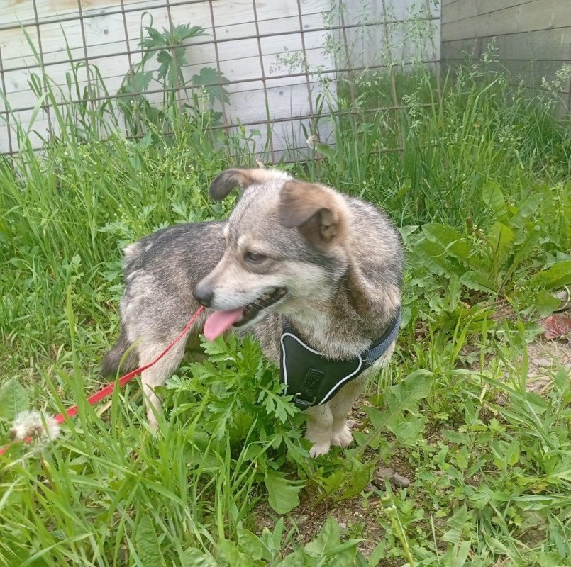 Bibi