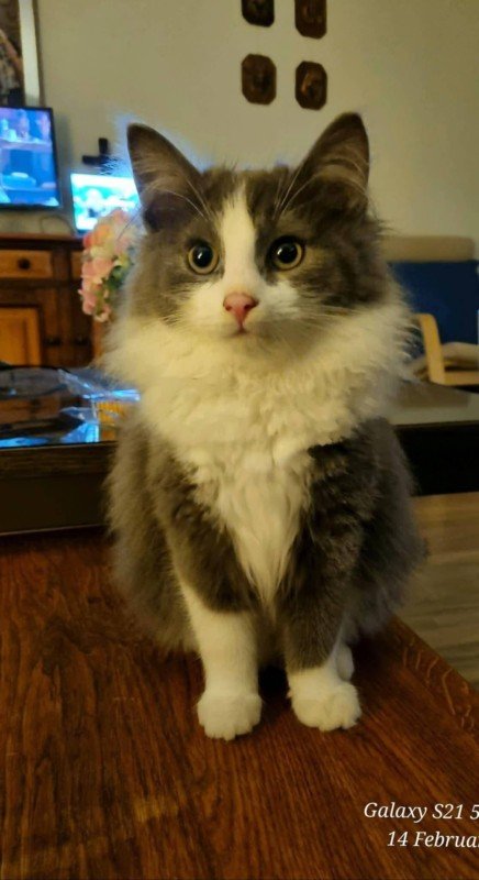 Yoggie
