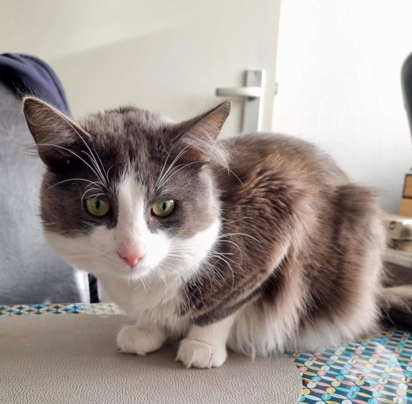 Yoggie