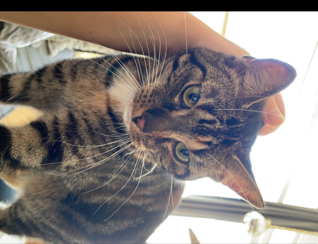 Nova
